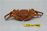 藏品(鱗形斜紋蟹)的圖片